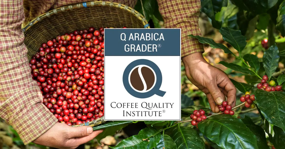 La certificación Q Arabica Grader es una de las más prestigiosas certificaciones en la industria del café.